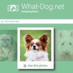 Microsoft matches human faces to dogs with What Dognet